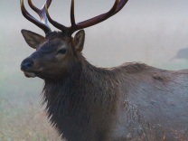 Another bull elk profile